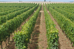 nasad vinske trte v Burgundiji